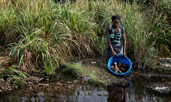 A woman retrieves cassava roots that have been soaking in a stream outside of Kahemba. 