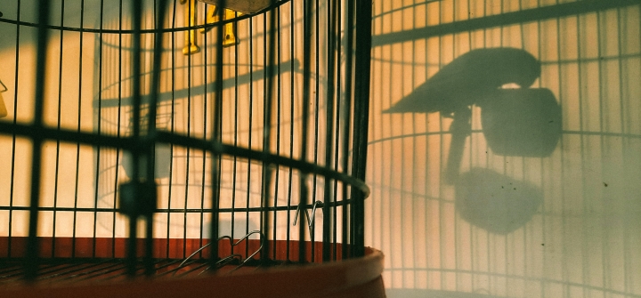 Sunlight streams through a bird cage, casting a shadow of bird against a wall.