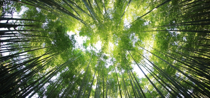 A view of a forest canopy, as seen from the forest floor.