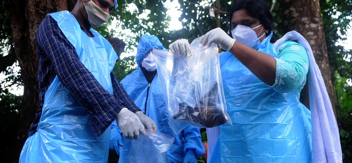 Officials deposit a bat into a plastic bag after catching it, in Kozhikode, India, on September 7, 2021.