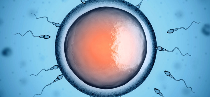 Sperm swimming toward egg