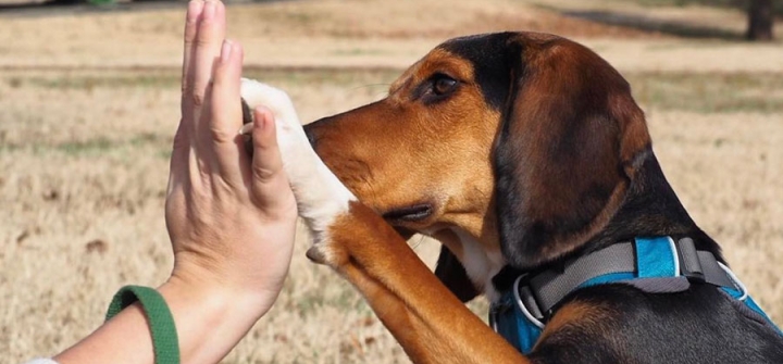 Remy, Molly Sauer's coonhound beagle mix, shows the felines how it's done with a birthday high-five for GHN. Thanks Molly and Remy!
