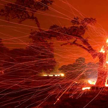 Embers blow off a burned tree in Napa, California. August 18, 2020. Image: Justin Sullivan/Getty