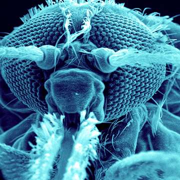 Anopheles Gambiae, a malaria vector, captured in a colored scanning electron micrograph. Image: BSIP/Universal Images Group via Getty Images