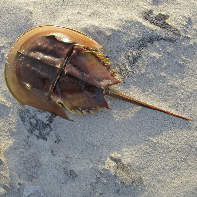 horseshoe crab