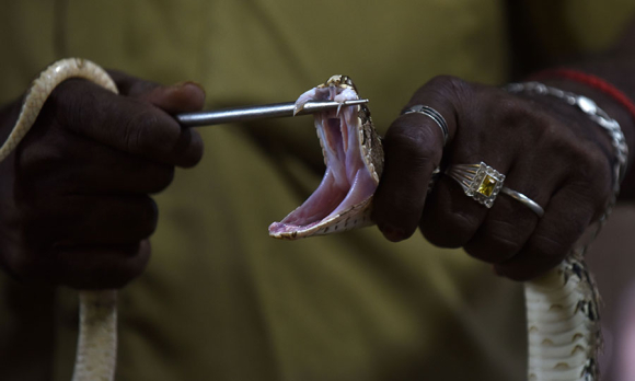 An Indian snake catcher—whose skills are crucial for the production of anti-venom—displays the fangs of a Russell’s Viper at a venom extraction center in Chennai on November 11,2016.