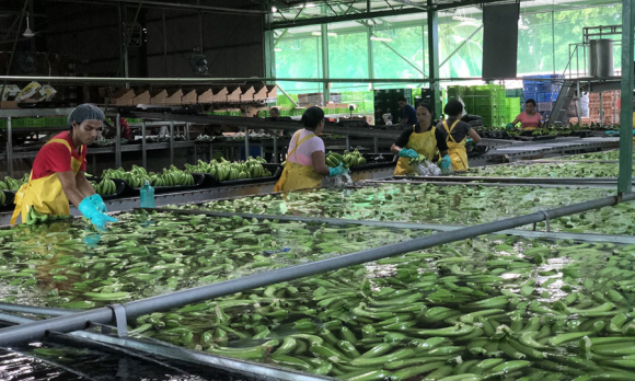 Female workers processing bananas, exposing their skin to pesticide solution.